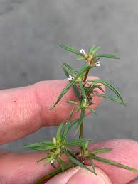 Image result for Oldenlandia capensis