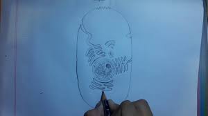 Draw a simple circle or oval for the cell membrane. How To Draw Animal Cell Step By Step Very Easy Youtube