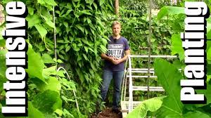 This concept uses all the space in the beds eliminating the need for rows and paths. Intensive Planting Beyond Seed Packet Spacing Youtube