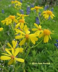 We did not find results for: 46 Texas Hill Country Wildflowers Ideas Texas Hill Country Wild Flowers Hill Country