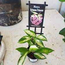 Super proud of this two leaf girl. Hoya Carnosa Krimson Princess Syn Hoya Carnosa Rubra Hoya Krimson Princess Number 3 In Gardentags Plant Encyclopedia
