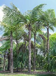 Caryota Obtusa Monaco Nature Encyclopedia