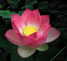 Lotus Bomb