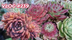 Image result for Kleinia schweinfurthii