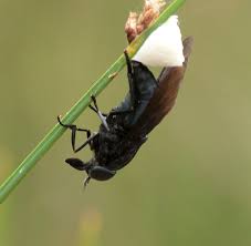 Adw Tabanus Atratus Information