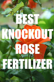 The tea drops rose fertilizer is the best one not only for knockout roses, but for all other varieties of roses. What Is The Best Fertilizer For Knockout Roses We Have Found The Answer Gotogardenista Modern Des Knockout Roses Knockout Roses Care Fertilizer For Plants