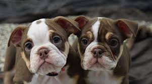 Looking for an english bulldog puppy to bring home? Rare Colored Bulldogs Are Gaining In Popularity Bulldog Angels Siess Ranch Bulldogs