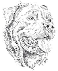Rottweiler Rottweiler Tattoo Dog Tattoos Dog Drawing