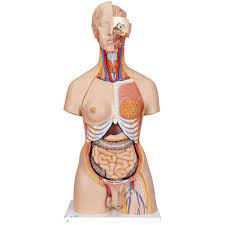 I loved the process as the final composition gives a reminder of the type of divinity seen in roman sculpture. Human Torso Model Life Size Torso Model Anatomical Teaching Torso Deluxe Dual Sex Torso Opened Back Anatomical Torso 28 Part Torso Model