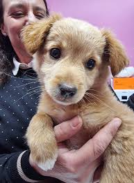 Tantissimi auguri a tutti di buone feste❤️ il nostro primo Natale insieme  ❤️❤️❤️❤️