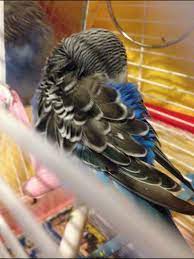 muhabbet kusum kabariyor cok uyuyor ve otmuyor