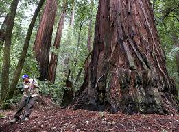 Maybe you would like to learn more about one of these? Parking Lots At 145 California State Parks Reopen