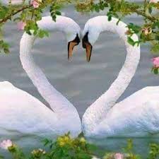 Pin By Salih Ozer On Heart Pics Heart Pictures Pics Animals