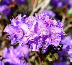R Bob S Blue Photo By Jan R Fuller Rhododendron Flowers Plants