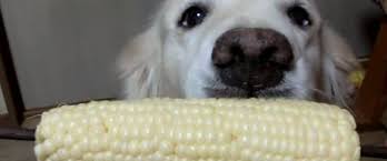The Proper Etiquette For Eating Corn On The Cob As Shown By A Dog Dogs Corn Dog Rules