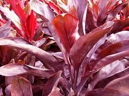 Le loro foglie rosso intenso o il fogliame rosa chiaro e verde sono meravigliose in ogni interno. Cordilina Cordyline Australis Silva Fiori Fiorista A Domodossola Consegna Fiori A Domodossola