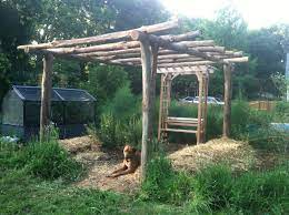 Each one can grow up to 40. Hardy Kiwi Arbor At Garden Entrance Ecologia Design 240 344 5625
