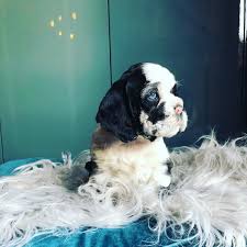 American Cocker Spaniel Black And White American Cocker Spaniel Black White Parti Merle Blue Eyes Cocker Spaniel American Cocker Spaniel Spaniel