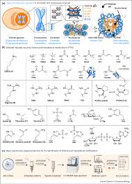 Posttranslational modifications (ptms) of histones are key players in the regulation of chromatin function. Pdf Synthetic Post Translational Modification Of Histones Semantic Scholar