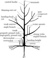 Trimming is typically done only once or twice per year. 10 Things You Need To Know About Winter Pruning Pruning Fruit Trees Fruit Trees Prune Fruit