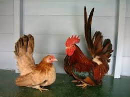 Mengenal Jenis Jenis Ayam Hias Yang Aneh Dan Unik Ternak Ayam Ayam Binatang Ternak
