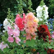 Leaves and flowers appear on an erect stem. Hollyhock Dwarf Mix Seeds Hollyhocks Flowers Flower Garden Planting Flowers