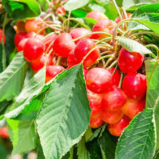 Buy The Best Cherry Trees Online Largest Collection Of