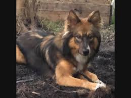 We did not find results for: Harrison Pets Who Need A Home Harrison Ny Patch