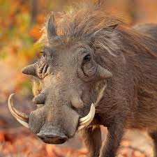 Pin On Ugliest Things In The World