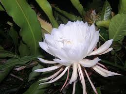Kadupul Flower Rare Flowers Expensive Flowers Amazing Flowers