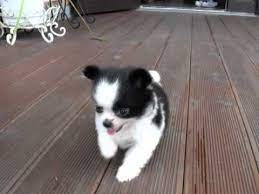 We are akc breeders of h.e.a.r.t. Teacup Size Black Tan Long Hair Chihuahua For Sale Tiny Size Puppy For Sale Youtube