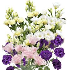 With thick petals and strong stems, it is easy to transport the flowers without botrytis problems. Premium Assorted Lisianthus Flowers Globalrose