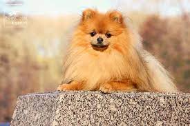 Pomerania 15 Cosas Que No Sabes Del Perro Toy Feelcats Perros Pomerania Mini Perros Pomerania Perro Pomerania Mini Toy