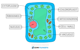 Maybe you would like to learn more about one of these? Palisade Cell Structure Bbc Bitesize