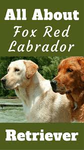 Central wisconsin is in the heart of the upper midwest. Red Lab Facts 101 Surprising Truths About The Fox Red Labrador Retriever