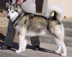 Maybe you would like to learn more about one of these? Colorado Alaskan Malamute Breeders