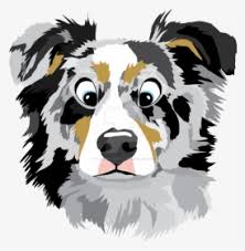 Maybe you would like to learn more about one of these? Border Collie Australian Shepherd Bernese Mountain Australian Shepherd Face Png Transparent Png Kindpng