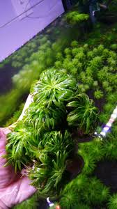 Image result for Syngonanthus angolensis