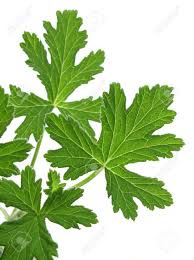 Image result for Pelargonium graveolens