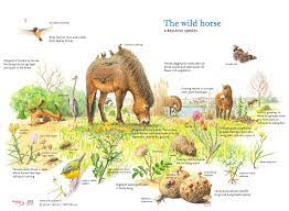 Wild Horses Rewilding Europe