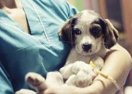 Approximately 0.001% of dogs are genetically unable to mount an immune response to natural infection or a vaccine. Fighting The Parvovirus Welcome To Pet Medical