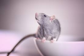 Learning how to get rid of rats in the backyard isn't fun for anyone. How To Get Rid Of Rats Removing Rats And Mice