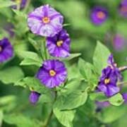 Image result for Lycianthes rantonnetii