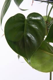 Philodendron Scandens Kantoorplanten Philodendron Hangplant