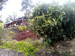 Hawaii Tropical Fruit Growers