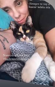 Fundación De Gatitos