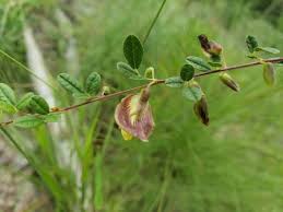 Image result for Rhynchosia