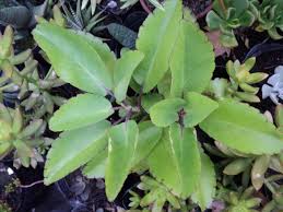 Kalanchoe Pinnata Yerba Bruja Hoja Del Aire Libertadora Suculenta Medicinal Disponible En Maceta De Cultivo N Cultivo De Suculentas Suculentas Plantas