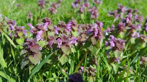 Digital atlas of the virginia flora partnership between the flora of virginia project, virginia native trees, shrubs, & vines: What Are Some Winter Weeds In Virginia Virginia Lawn Care