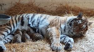 Tiger, largest member of the cat family (felidae), rivaled only by the lion in strength and ferocity. Rare Amur Tiger Cubs Born At Highland Wildlife Park Bbc News